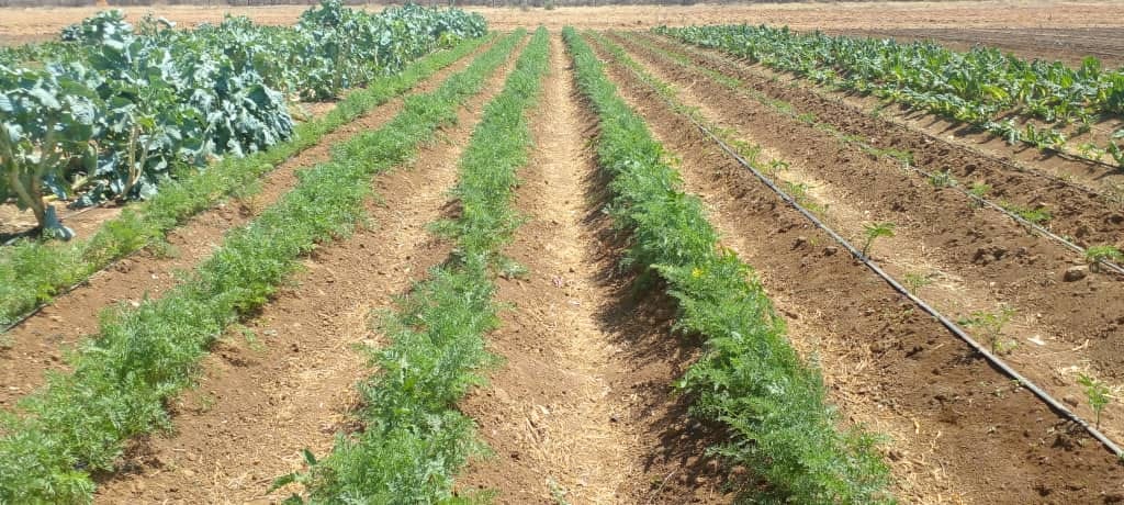 B'WEBIA Integrated Agricultural Investments